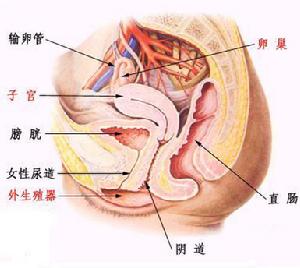 妇科炎症简介